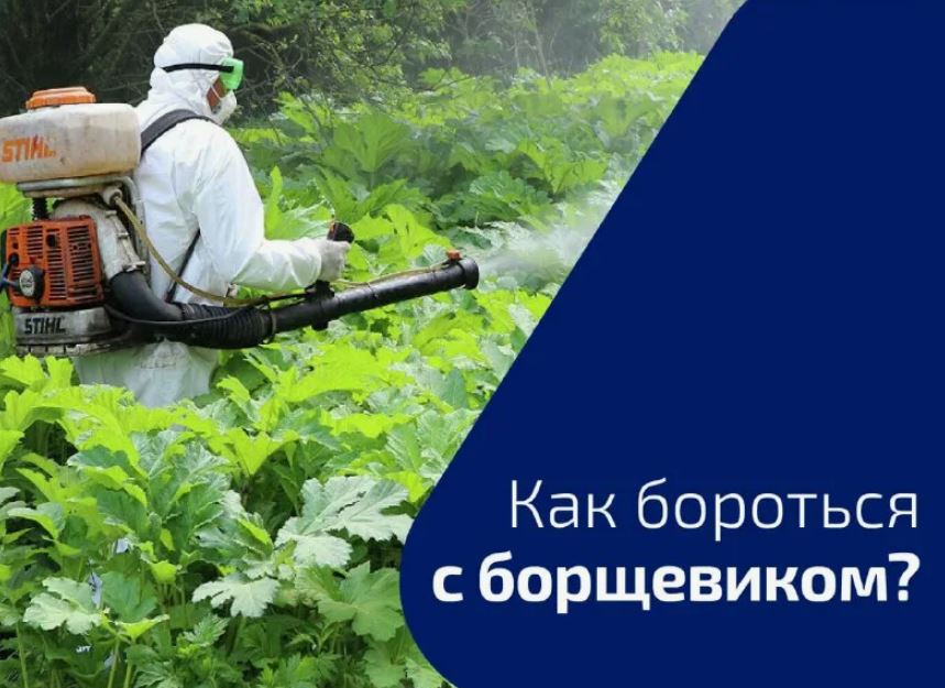 Календарь эффективной борьбы с борщевиком в 2026 году.